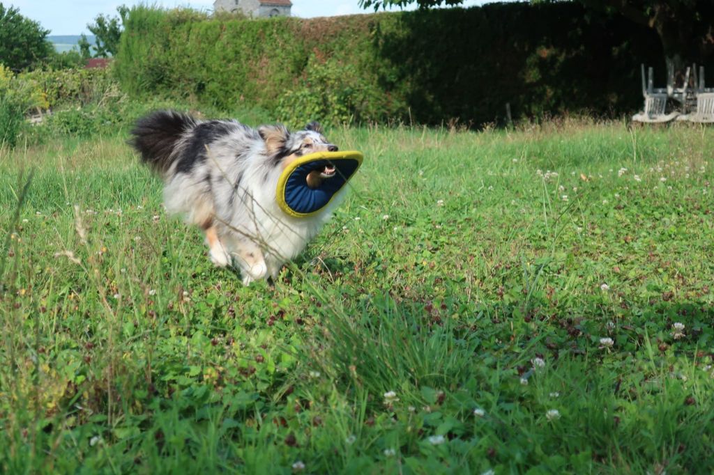 Olga papillon bleue des Crocs de Provence