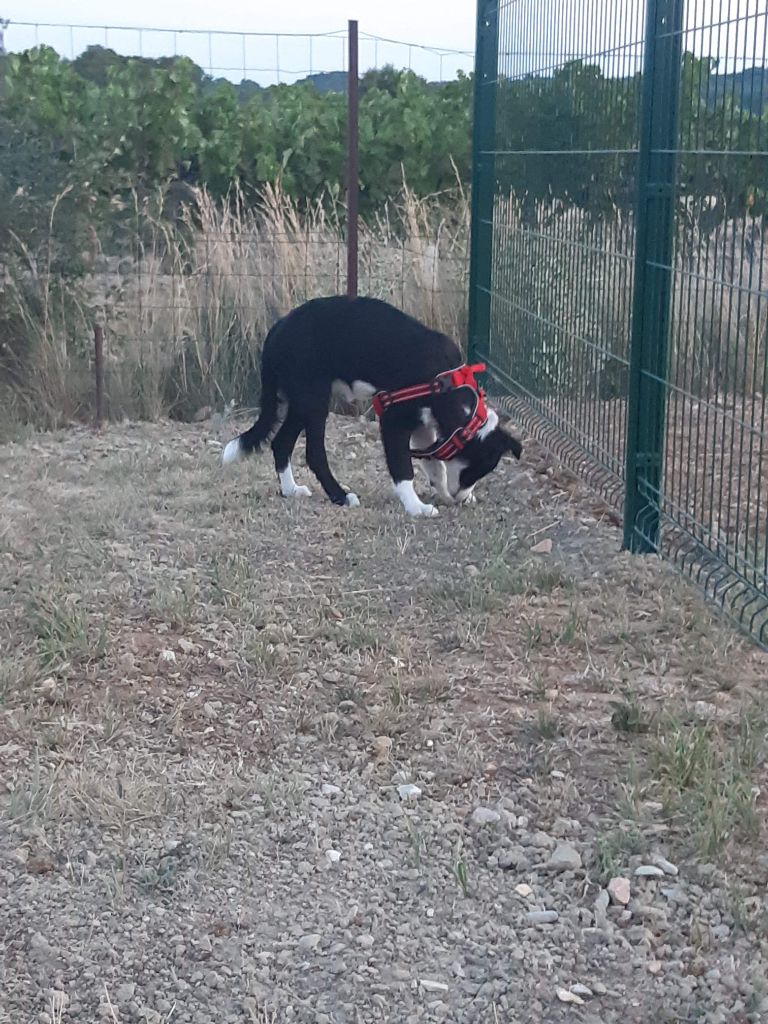 Ruby des Crocs de Provence