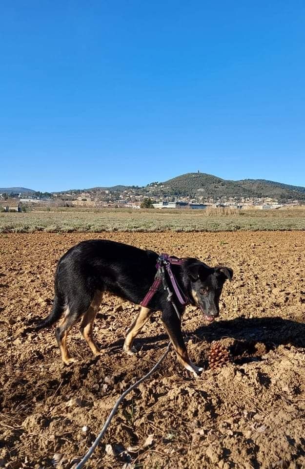 Sao des Crocs de Provence