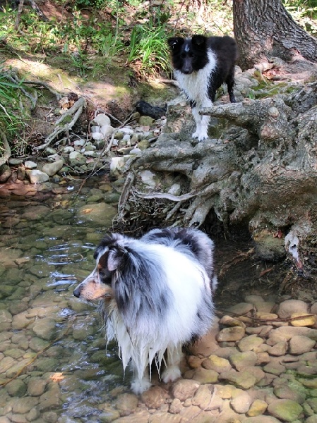 Idylle noire des Crocs de Provence