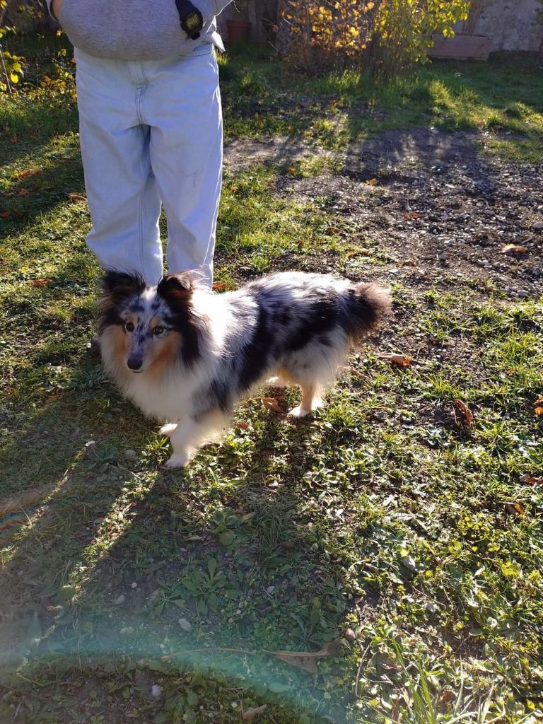 Olga papillon bleue des Crocs de Provence