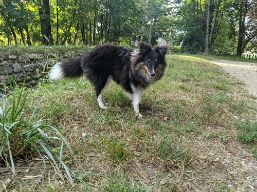 Super rocky brun des Crocs de Provence