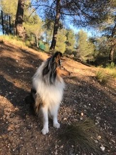 Tiago blue des Crocs de Provence