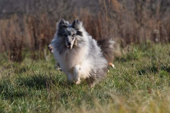 First lady la bleue des Crocs de Provence