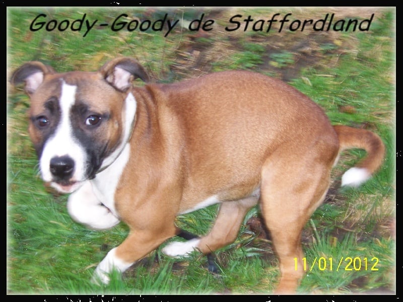 Staffordland Goody-goody