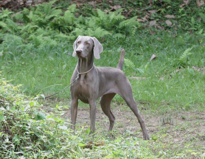 Gipsy el Bosque de Lugh