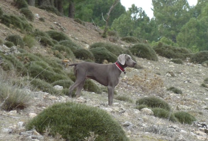 Enigmatic shadow el Bosque de Lugh