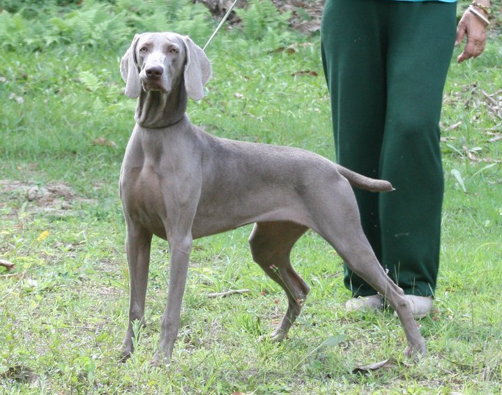 Gipsy el Bosque de Lugh