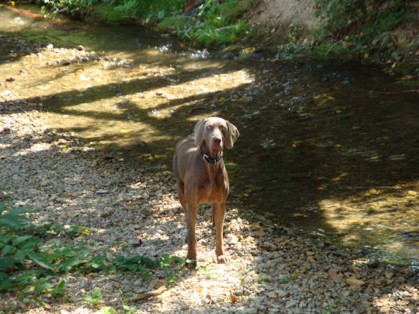 el Bosque de Lugh Bogart