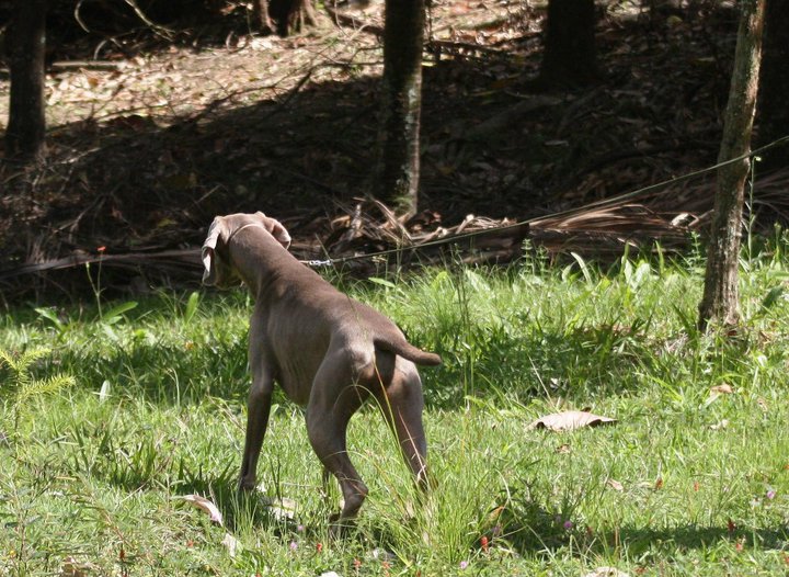 Gipsy el Bosque de Lugh