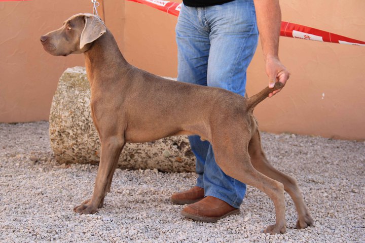 Field master el Bosque de Lugh