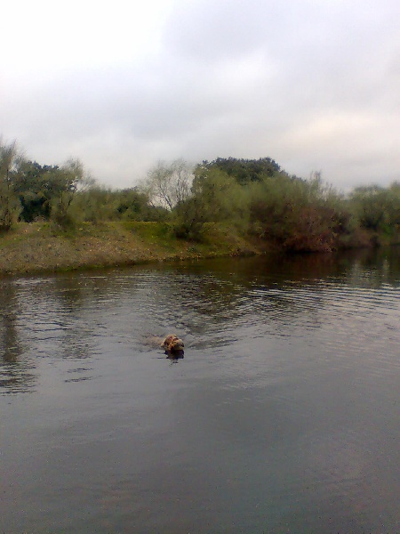 el Bosque de Lugh Banya