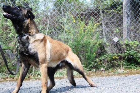 Maxi des Loups de Saint-Benoît