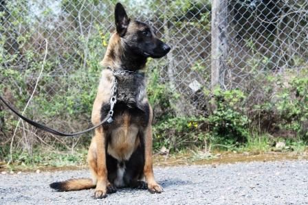 Maxi des Loups de Saint-Benoît