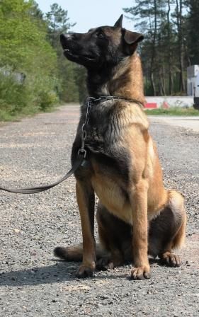 Maxi des Loups de Saint-Benoît