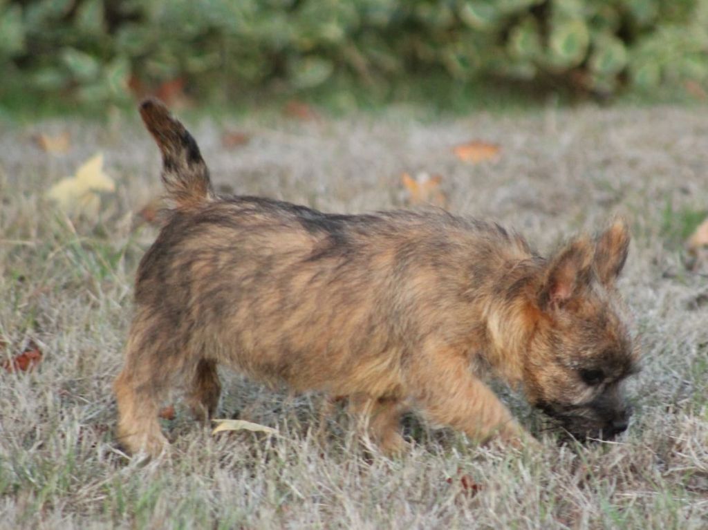 Chiot Cairn Terrier Mâle Disponible En Centre Val De Loire