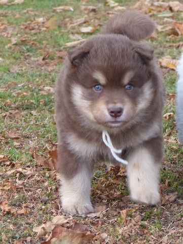 Chiot Elevage De La Vallée De La Veude Eleveur De Chiens