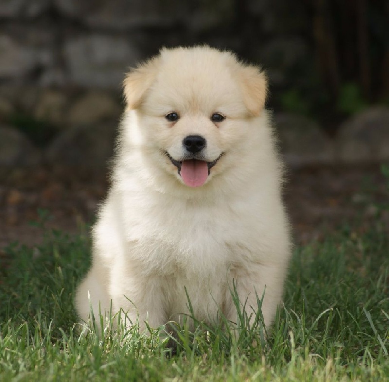 Chiot Elevage De La Vallée De La Veude Eleveur De Chiens