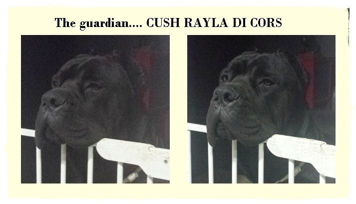 CH. Cush Rayla di Cors