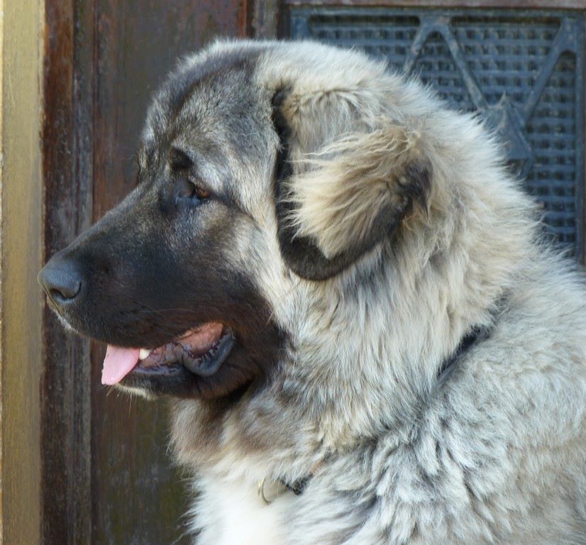 Accueil Elevage Des Youjaks De Crimée Eleveur De Chiens