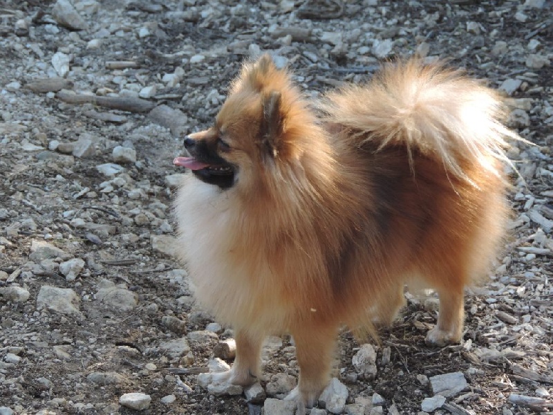 Insoumise-lady des princes des Cevennes