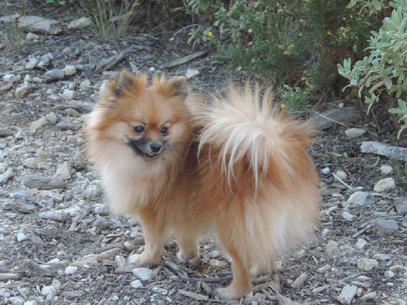 Insoumise-lady des princes des Cevennes