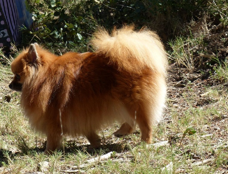 Insoumise-lady des princes des Cevennes