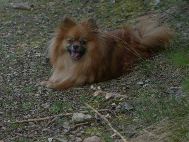 Insoumise-lady des princes des Cevennes