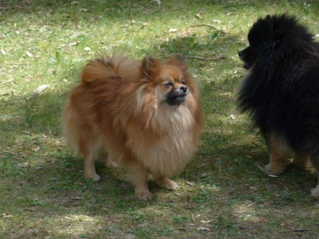 Insoumise-lady des princes des Cevennes