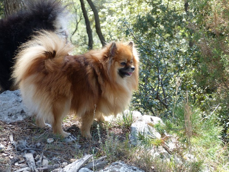 Insoumise-lady des princes des Cevennes