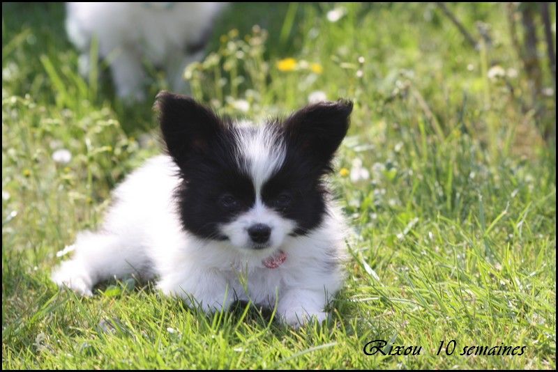 Chiot Elevage Du Pre Mely De Laureden Eleveur De Chiens Epagneul Nain Continental Papillon