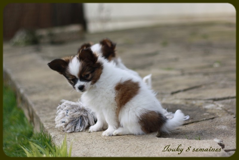 Chiot Elevage Du Pre Mely De Laureden Eleveur De Chiens Epagneul Nain Continental Papillon