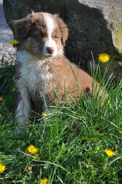 Gavroche dit ginkgo de l'Eden de Basthêt