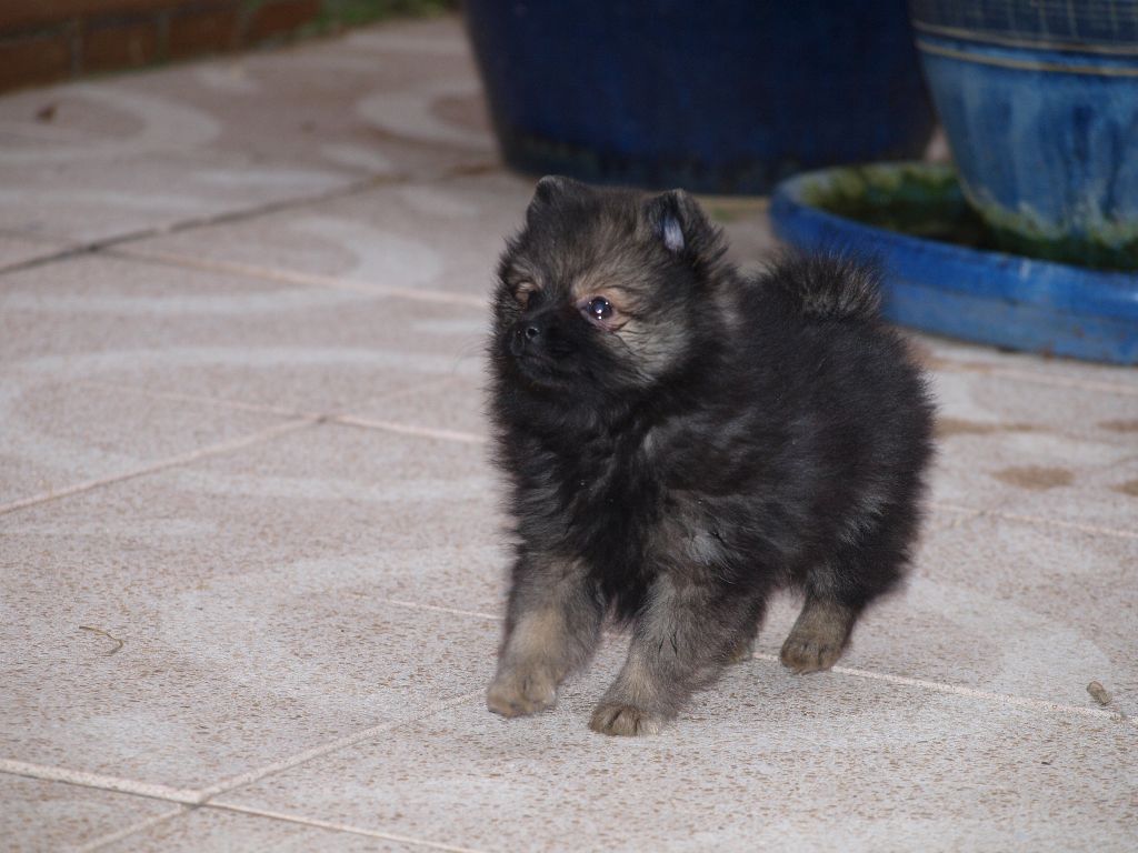 CH. Ialou du royaume des bouts de chou