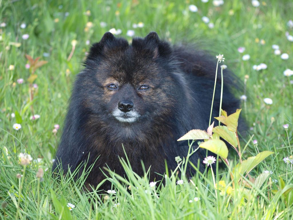 Gauvain du royaume des bouts de chou