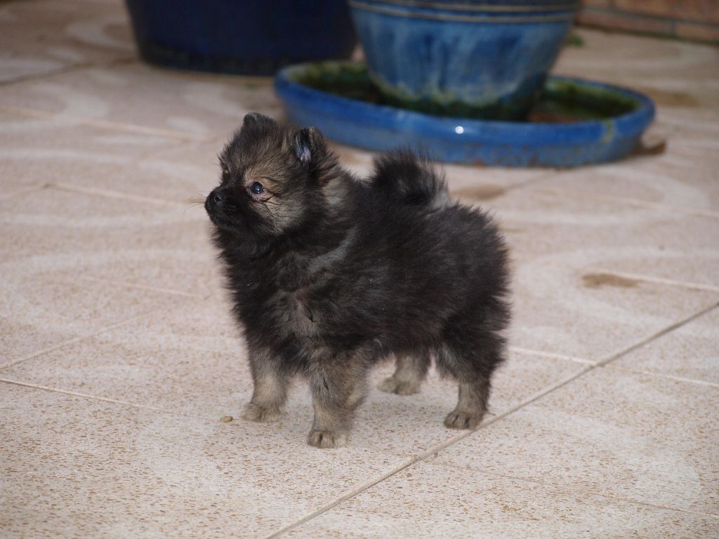 CH. Ialou du royaume des bouts de chou