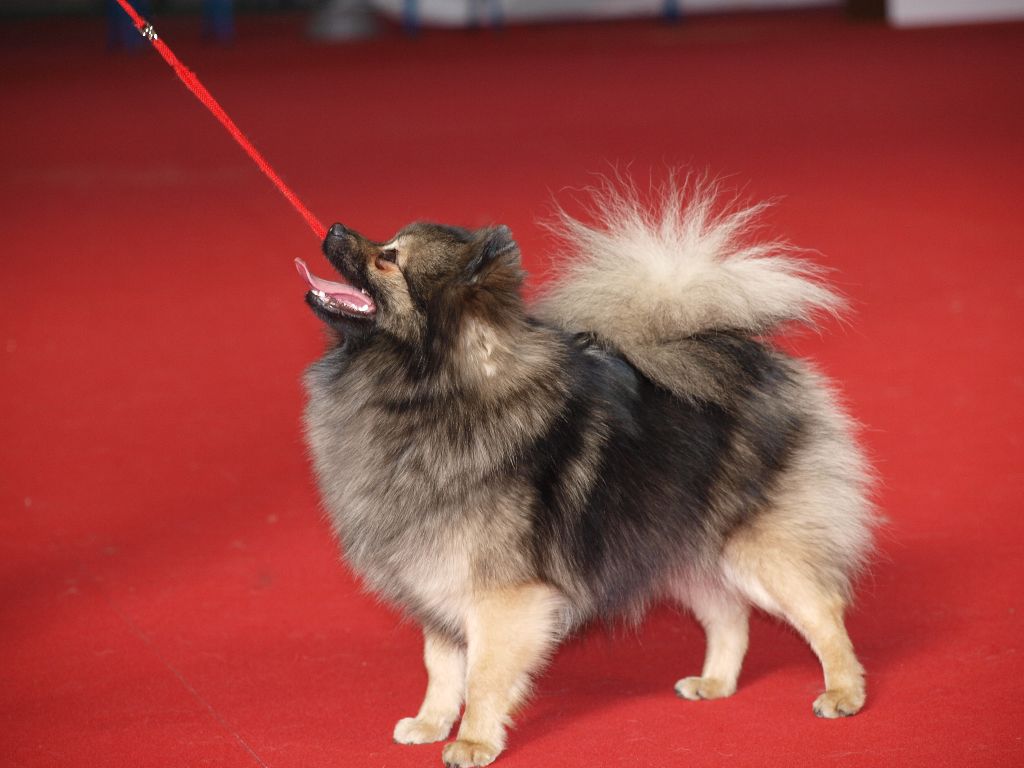 CH. Ialou du royaume des bouts de chou