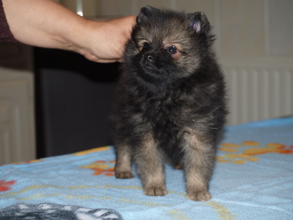 CH. Ialou du royaume des bouts de chou