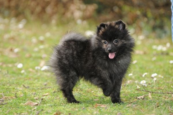 Gauvain du royaume des bouts de chou