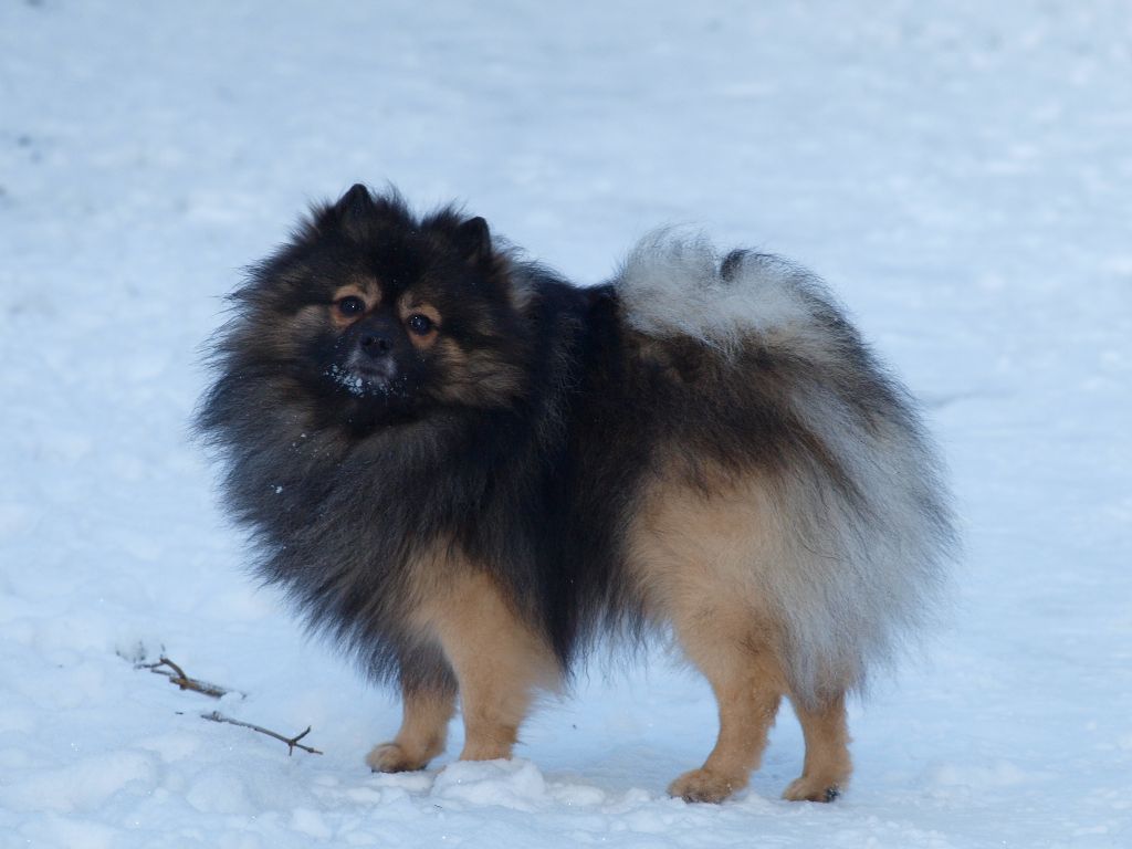 CH. Eyko du royaume des bouts de chou