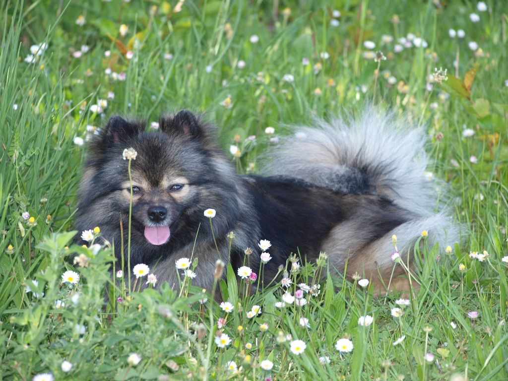 CH. Ialou du royaume des bouts de chou