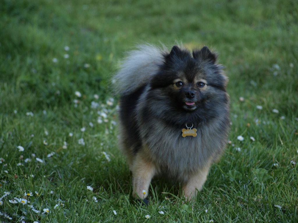 CH. Ialou du royaume des bouts de chou