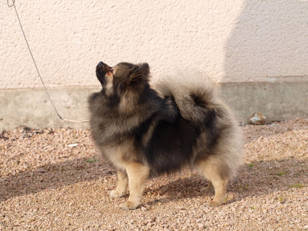 CH. Ialou du royaume des bouts de chou