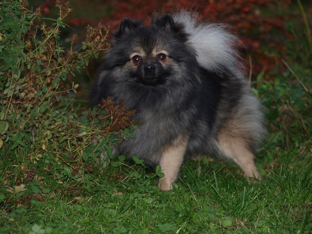 CH. Ialou du royaume des bouts de chou