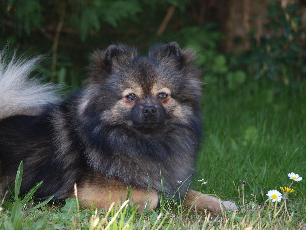 CH. Ialou du royaume des bouts de chou