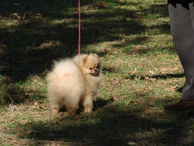 Beau prince du royaume des bouts de chou