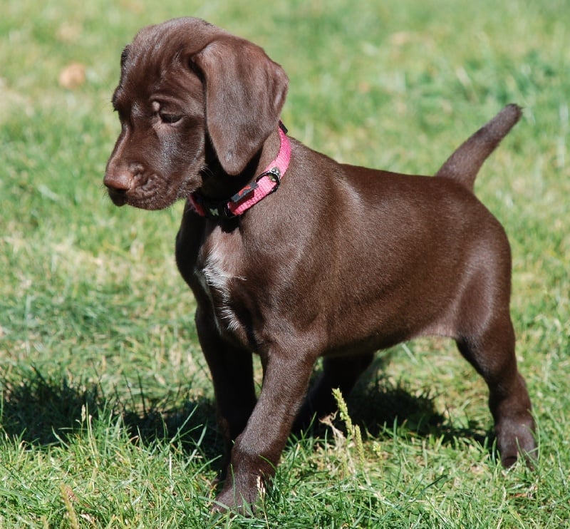 Chiot Elevage Des Granges De La Dombes Eleveur De Chiens Braque Allemand A Poil Court