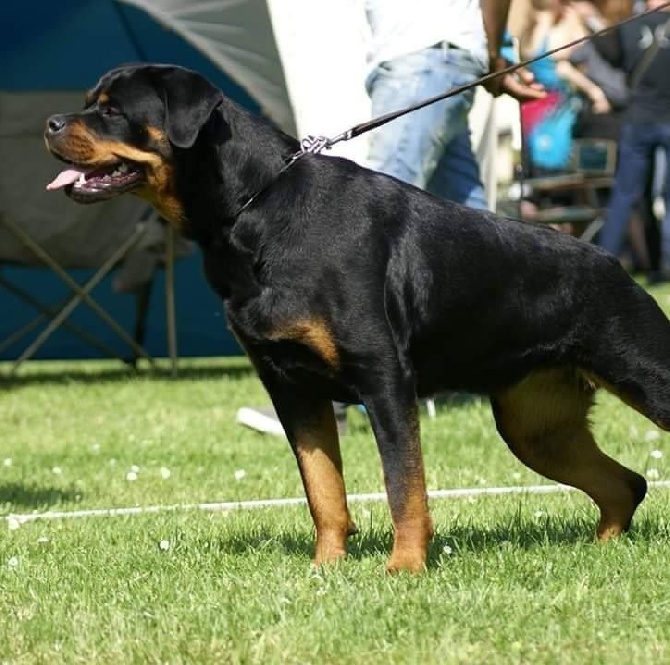 Accueil - Elevage Fierte De Naia - Eleveur De Chiens Rottweiler