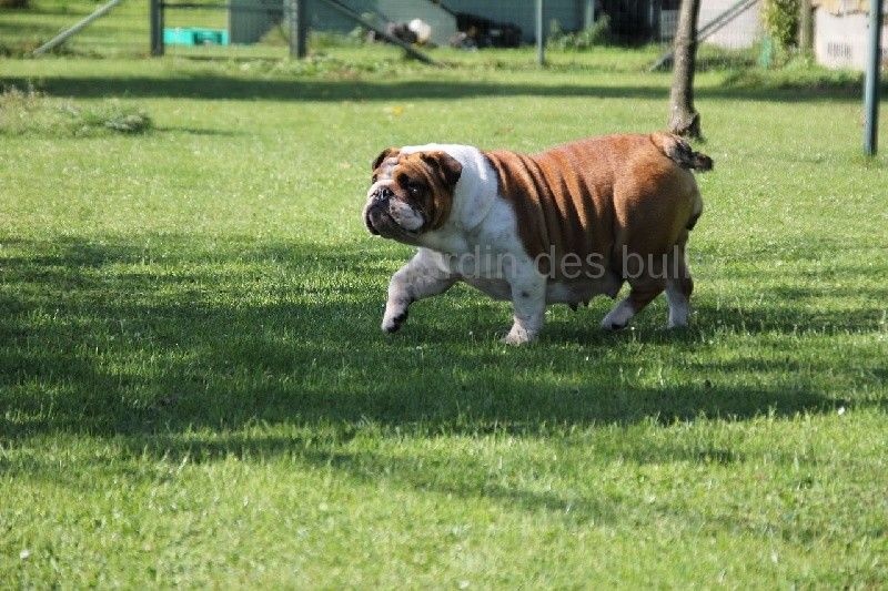 Gipsy-lou du jardin des bulls