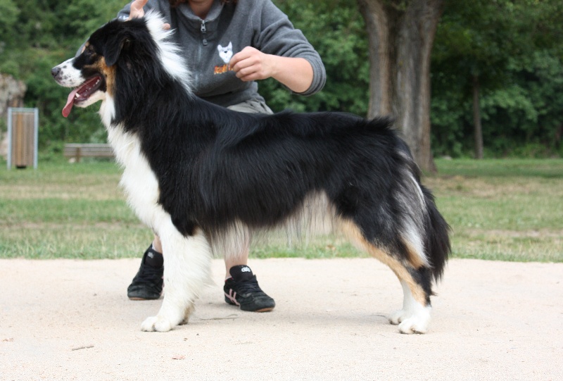 Opal Aussie Deep black